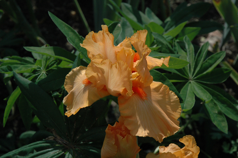 Orange Harvest Iris (Iris 'Orange Harvest') at Weston Nurseries