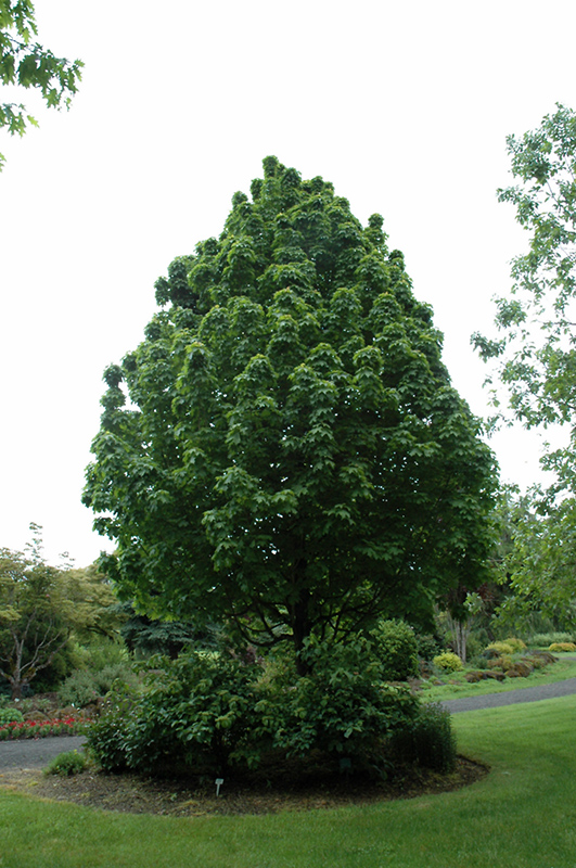 Apollo Sugar Maple (Acer saccharum 'Barrett Cole') at Weston Nurseries