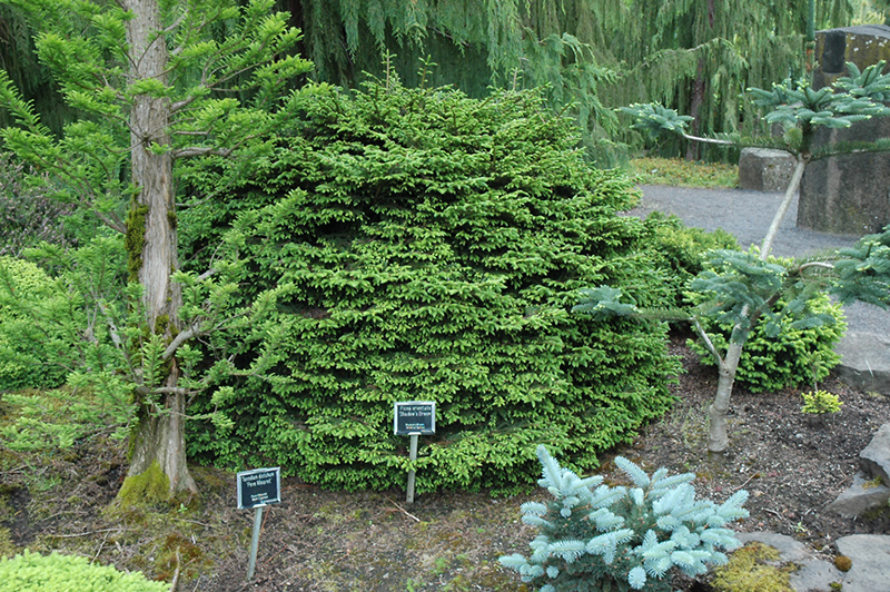 Shadow's Broom Oriental Spruce (Picea orientalis 'Shadow's Broom') at Weston Nurseries
