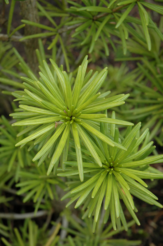 Green Star Umbrella Pine (Sciadopitys verticillata 'Green Star') at Weston Nurseries