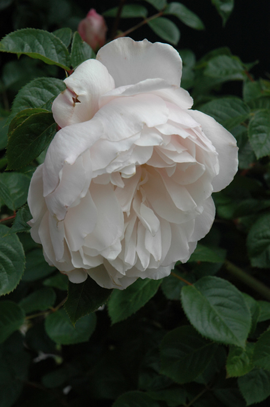 The Generous Gardener Rose (Rosa 'Ausdrawn') at Weston Nurseries