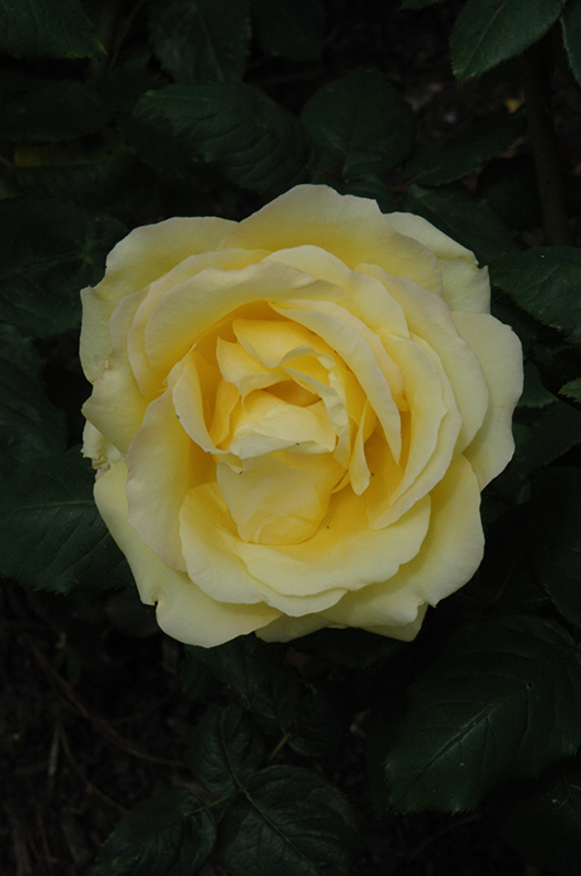 Easy Going Rose (Rosa 'HARflow') at Weston Nurseries