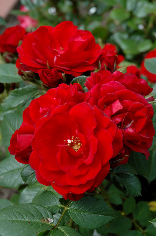 Warm And Fuzzy Rose (Rosa 'WEKhasamiro') at Weston Nurseries