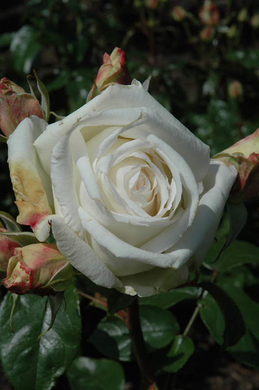 Full Sail Rose (Rosa 'MAClanoflon') at Weston Nurseries