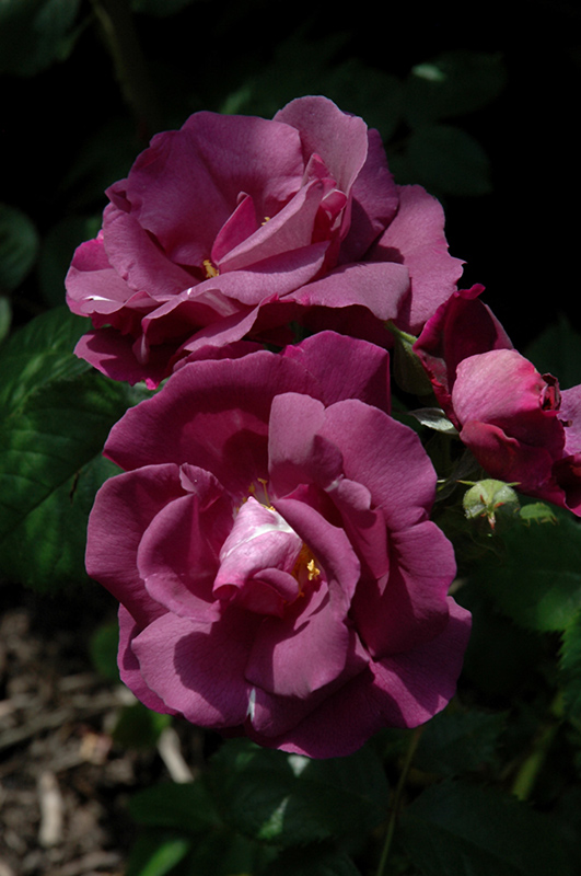 Rhapsody In Blue Rose (Rosa 'FRAntasia') at Weston Nurseries