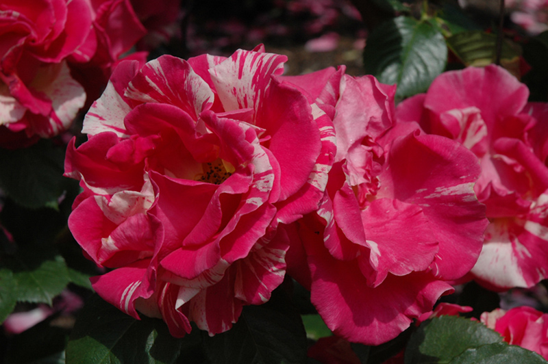 Candy Land Rose (Rosa 'WEKrosopela') at Weston Nurseries