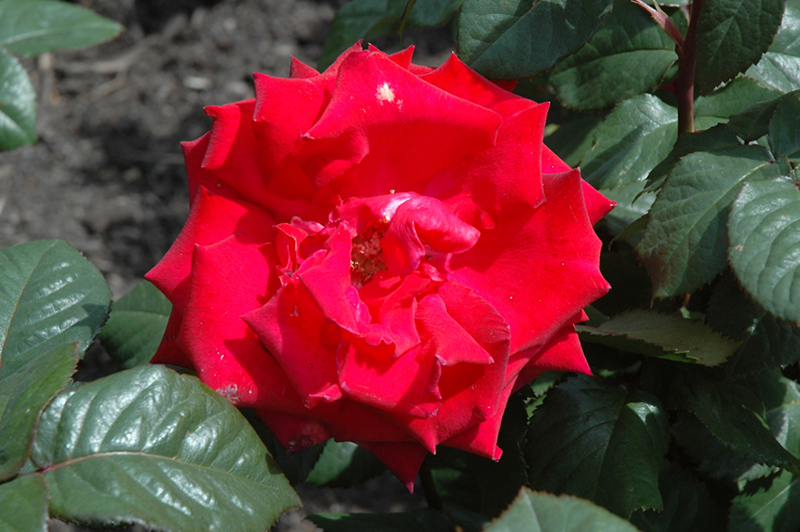 Grande Amore Eleganza Rose (Rosa 'KORcoluma') at Weston Nurseries