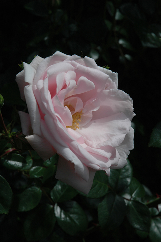 New Dawn Rose (Rosa 'New Dawn') at Weston Nurseries