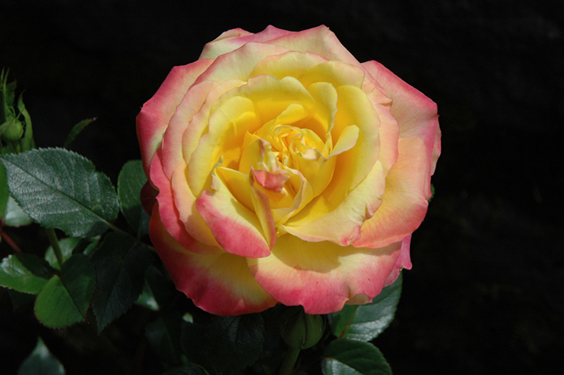 Rainbow Sunblaze Rose (Rosa 'Meigenpi') at Weston Nurseries