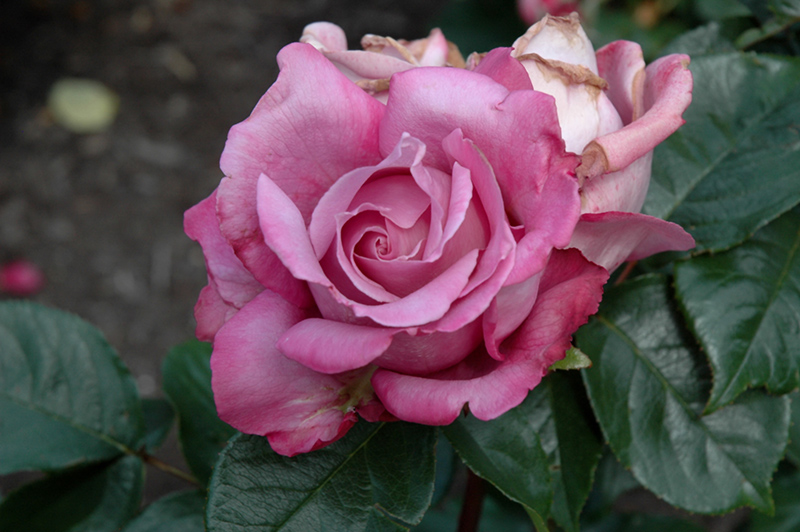 Royal Amethyst Rose (Rosa 'Royal Amethyst') at Weston Nurseries