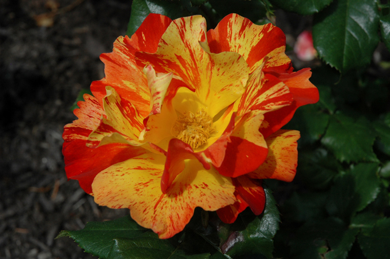 Fired Up Rose (Rosa 'Meitalrea') at Weston Nurseries