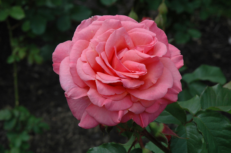 Kiss Me Rose (Rosa 'Kiss Me') at Weston Nurseries