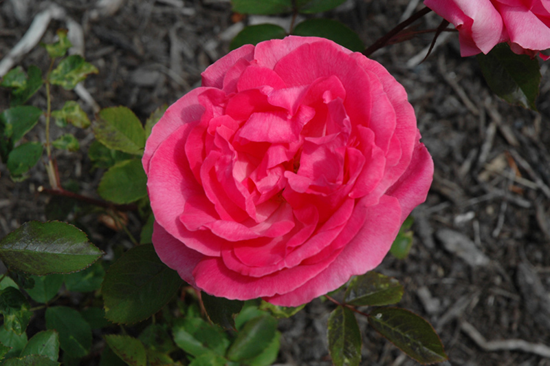 Tahitian Treasure Rose (Rosa 'Radtreasure') at Weston Nurseries