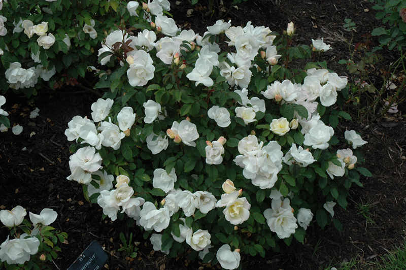 White Knock Out Rose (Rosa 'Radwhite') at Weston Nurseries