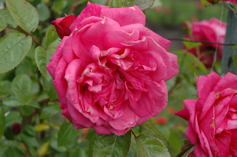 Laguna Rose (Rosa 'KORadigel') at Weston Nurseries