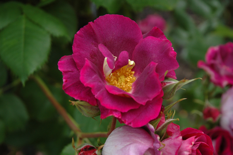 Stormy Weather Rose (Rosa 'ORAfantanov') at Weston Nurseries