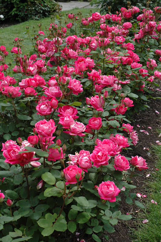 Double Knock Out Rose (Rosa 'Radtko') at Weston Nurseries