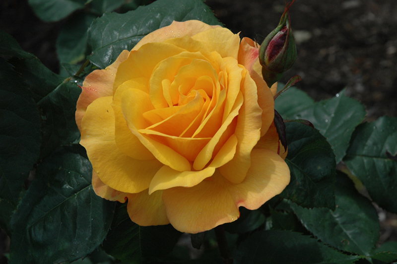 Good As Gold Rose (Rosa 'WEKgobafa') at Weston Nurseries