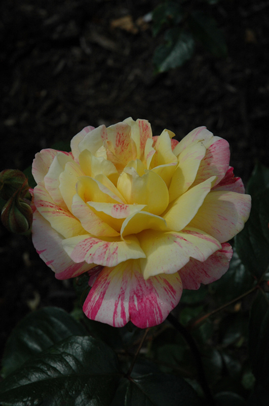 All American Magic Rose (Rosa 'Meiroylear') at Weston Nurseries