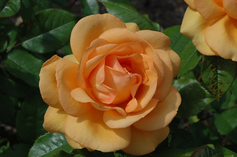 South Africa Sunbelt Rose (Rosa 'KORberbeni') at Weston Nurseries