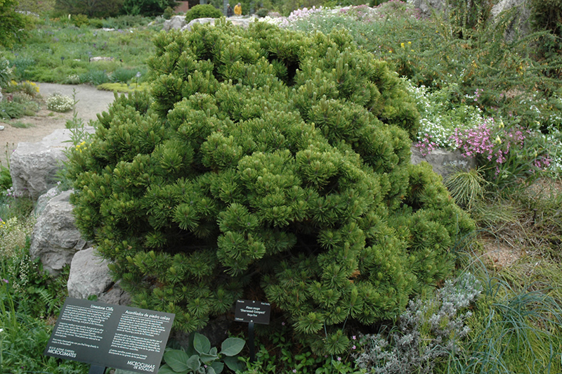 Sherwood Compact Mugo Pine (Pinus mugo 'Sherwood Compact') at Weston Nurseries