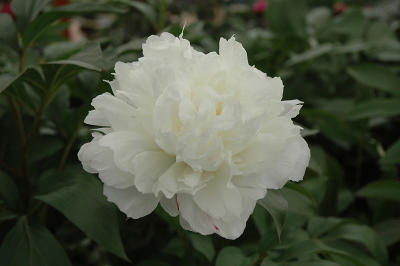 Double White Peony (Paeonia 'Double White') at Weston Nurseries
