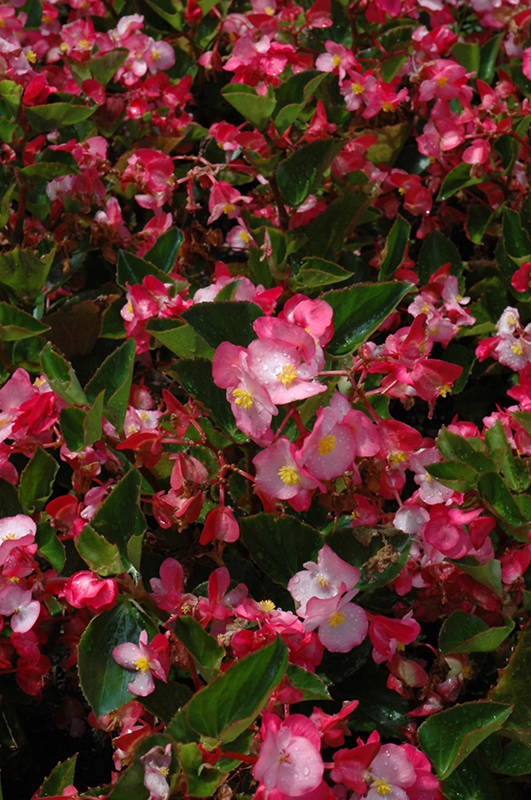 Big® Pink Green Leaf Begonia (Begonia 'Big Pink Green Leaf') in Boston ...