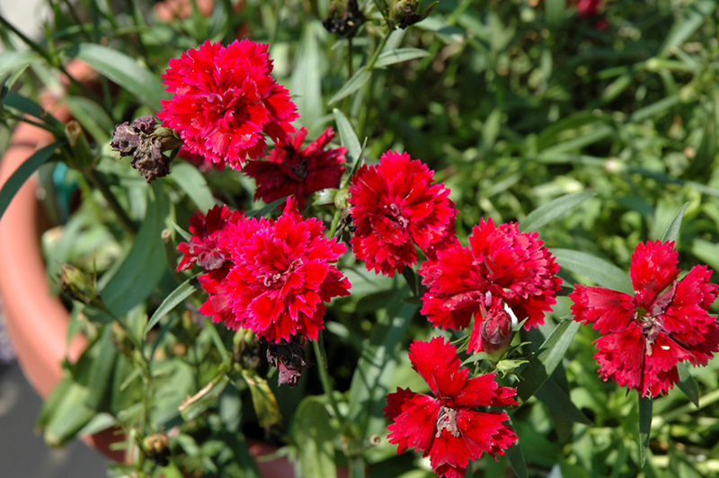 Dynasty Red Pinks (Dianthus 'Dynasty Red') at Weston Nurseries