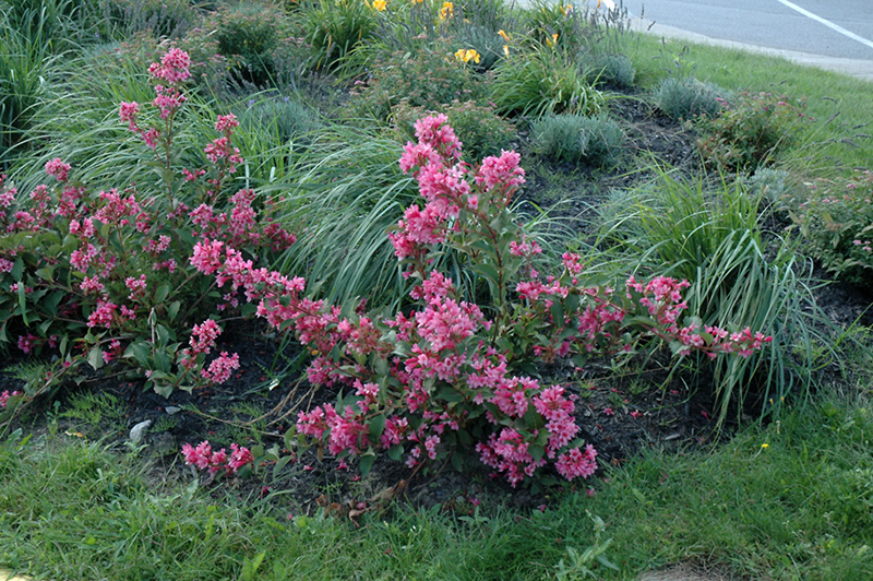 Sonic Bloom Pink Reblooming Weigela (Weigela florida 'Bokrasopin') at Weston Nurseries