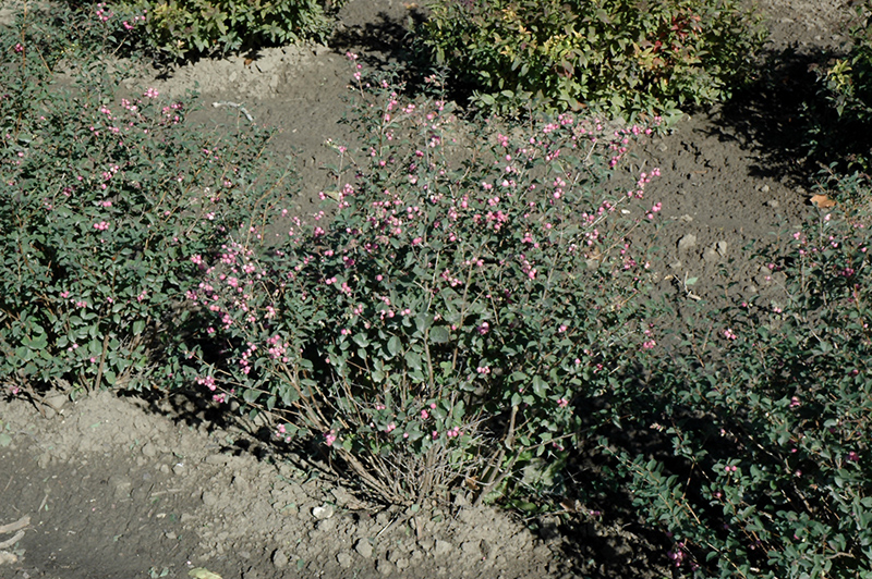 Candy Coralberry (Symphoricarpos x doorenbosii 'Kolmcan') at Weston Nurseries