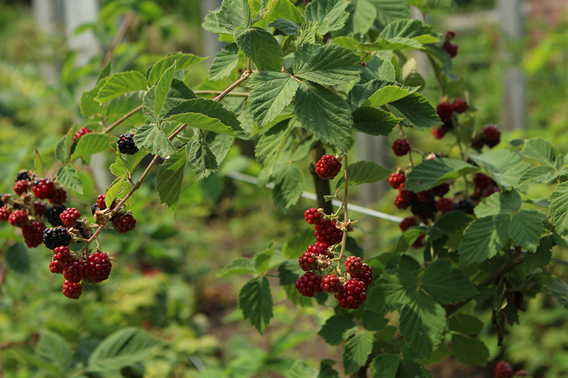 Chester Thornless Blackberry (Rubus 'Chester') at Weston Nurseries