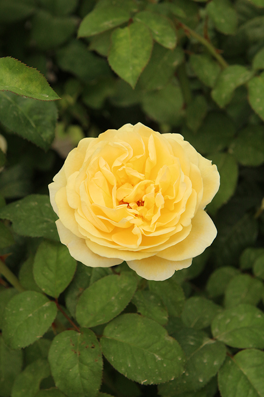 Moonlight Romantica Rose (Rosa 'Meikaquinz') at Weston Nurseries