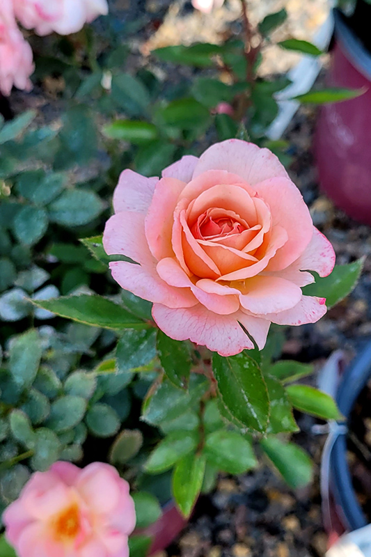 Calypso Rose (Rosa 'BAIypso') at Weston Nurseries