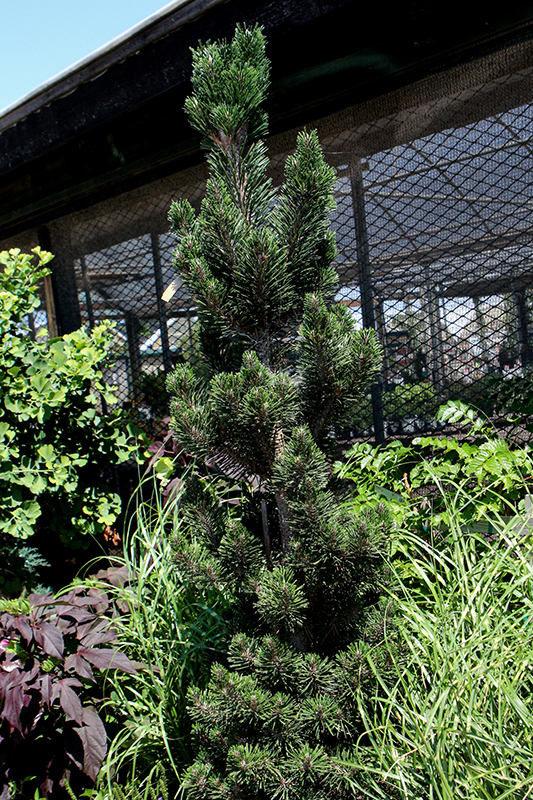 Kotobuki Japanese Black Pine (Pinus thunbergii 'Kotobuki') at Weston Nurseries