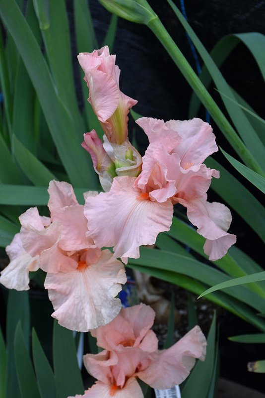 Lenora Pearl Iris (Iris 'Lenora Pearl') at Weston Nurseries
