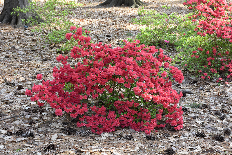 Girard's Crimson Azalea (Rhododendron 'Girard's Crimson') at Weston Nurseries