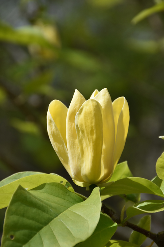 Yellow Bird Magnolia (Magnolia 'Yellow Bird') at Weston Nurseries