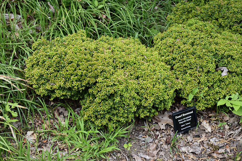Kingsville Dwarf Boxwood (Buxus microphylla 'Kingsville Dwarf') at Weston Nurseries