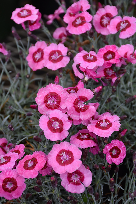 Star Single Peppermint Star Pinks (Dianthus 'Noreen') at Weston Nurseries