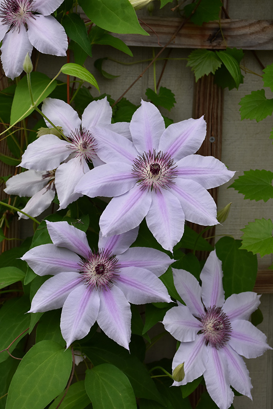 Nelly Moser Clematis (Clematis 'Nelly Moser') at Weston Nurseries