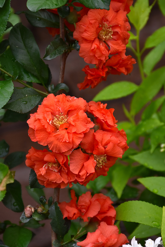 Double Take Orange Flowering Quince (Chaenomeles speciosa 'Orange Storm') at Weston Nurseries