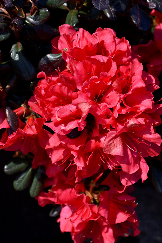 Johanna Azalea (Rhododendron 'Johanna') at Weston Nurseries