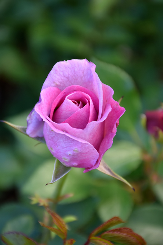 Violet's Pride Rose (Rosa 'WEKwibysicpep') at Weston Nurseries