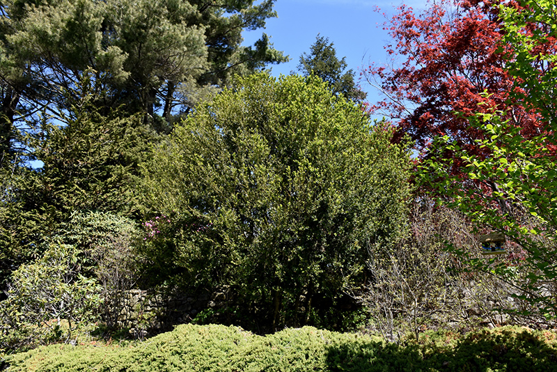 Tree Boxwood (Buxus sempervirens 'Arborescens') at Weston Nurseries