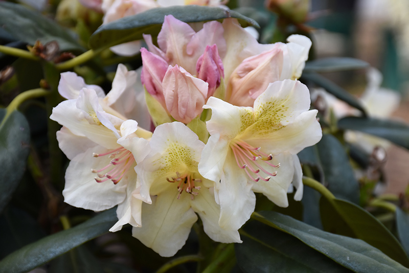 Arctic Gold Rhododendron (Rhododendron 'Arctic Gold') at Weston Nurseries