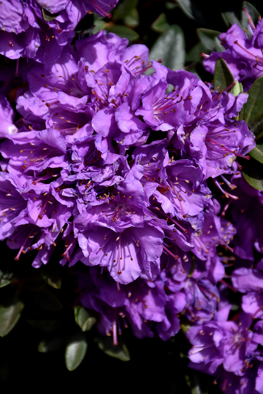 Purple Gem Rhododendron (Rhododendron 'Purple Gem') at Weston Nurseries