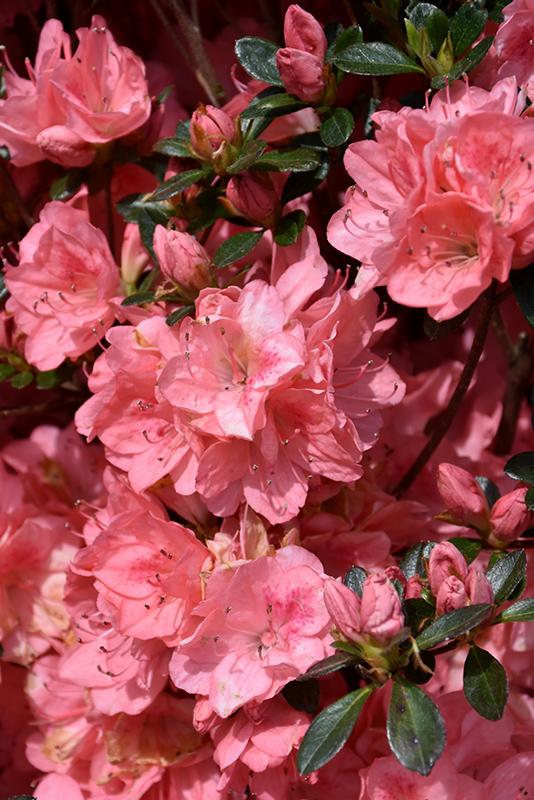 Blaauw's Pink Azalea (Rhododendron 'Blaauw's Pink') at Weston Nurseries