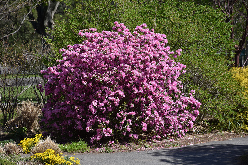 P.J.M. Elite Rhododendron (Rhododendron 'P.J.M. Elite') at Weston Nurseries