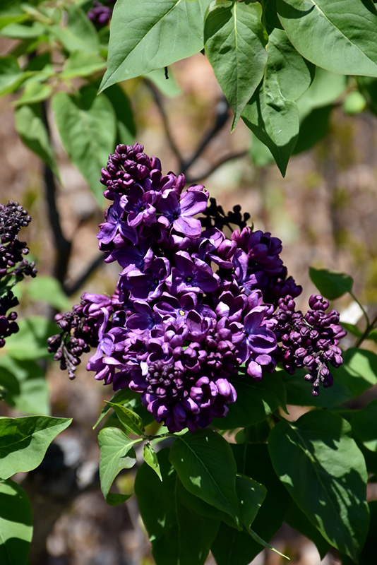 Agincourt Beauty Lilac (Syringa vulgaris 'Agincourt Beauty') at Weston Nurseries