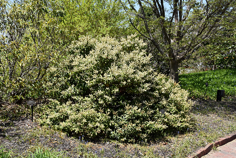 Mountain Pieris (Pieris floribunda) at Weston Nurseries